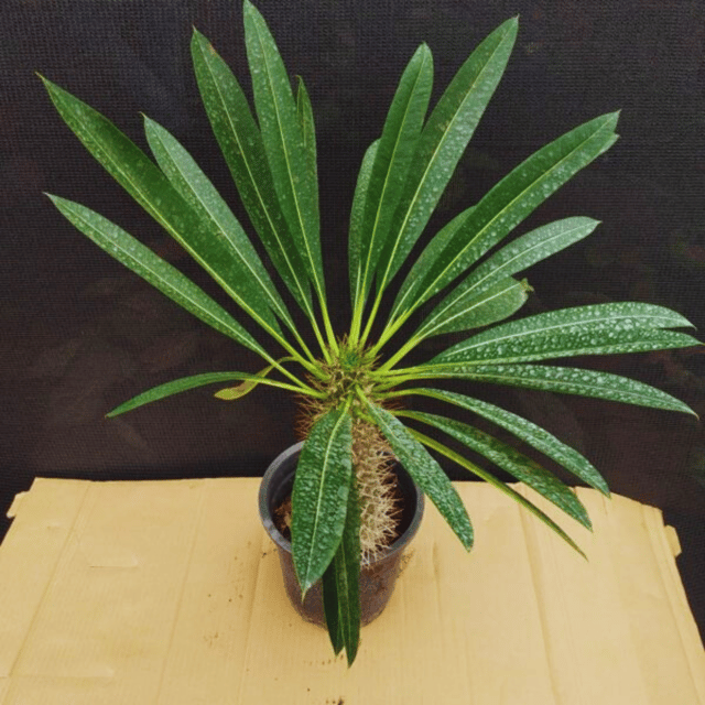 Pachypodium Lamerei / Madagascar palm Live Plant-(Pot Not Included)