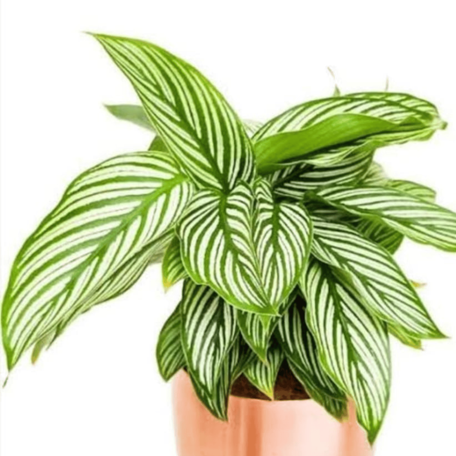 White Pin-Strip Calathea Live Indoor Plant - (Pot Not Included)