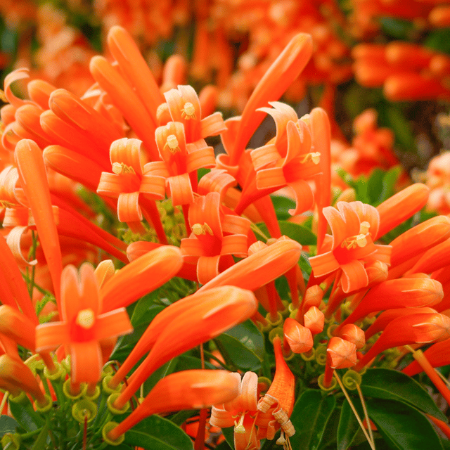 Orange Flame Vine -Pyrostegia Venusta Creeper Flower Plant