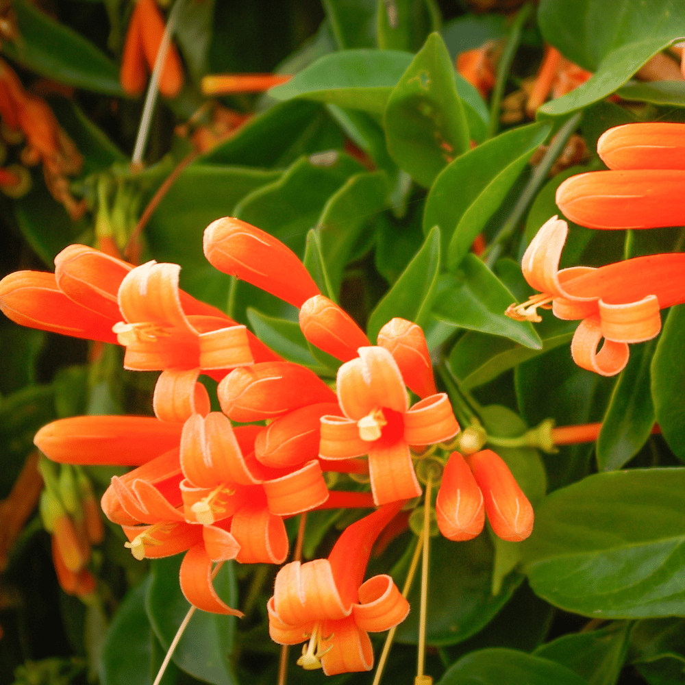 Orange Flame Vine -Pyrostegia Venusta Creeper Flower Plant