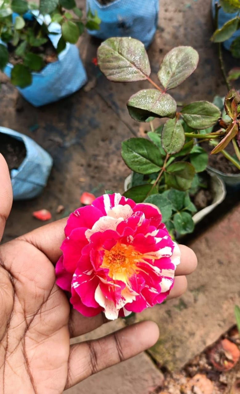 Variegated English Rose Flower Plant