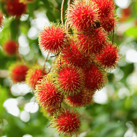 Rambutan Rare Hybrid Fruit Plant - (Grafted)