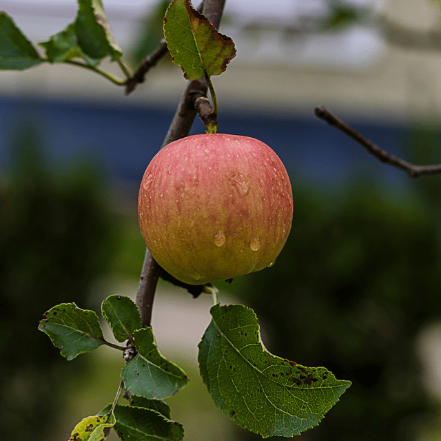 Hariman 99 (HRMN99) Apple Live Fruit Plant (Grafted)