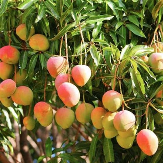 Bari-4 Variety Mango Fruit Tree & plant (Grafted)