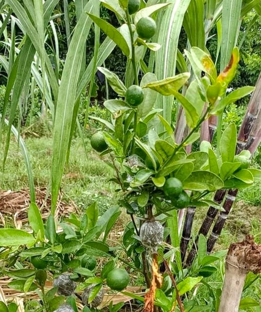 All Time Pakistani Lime / Lemon Fruit Plant & Tree (Grafted)