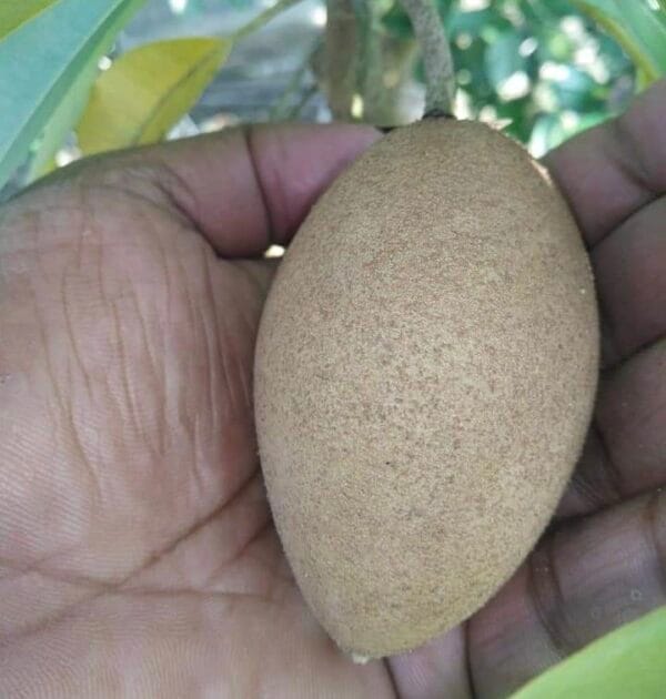 Kalapati Chiku(Sapote) Fruit Plant & Tree (Grafted)