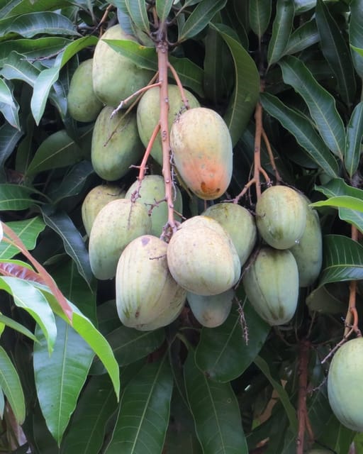 Aamrapali Mango live Fruit Tree (Grafted)