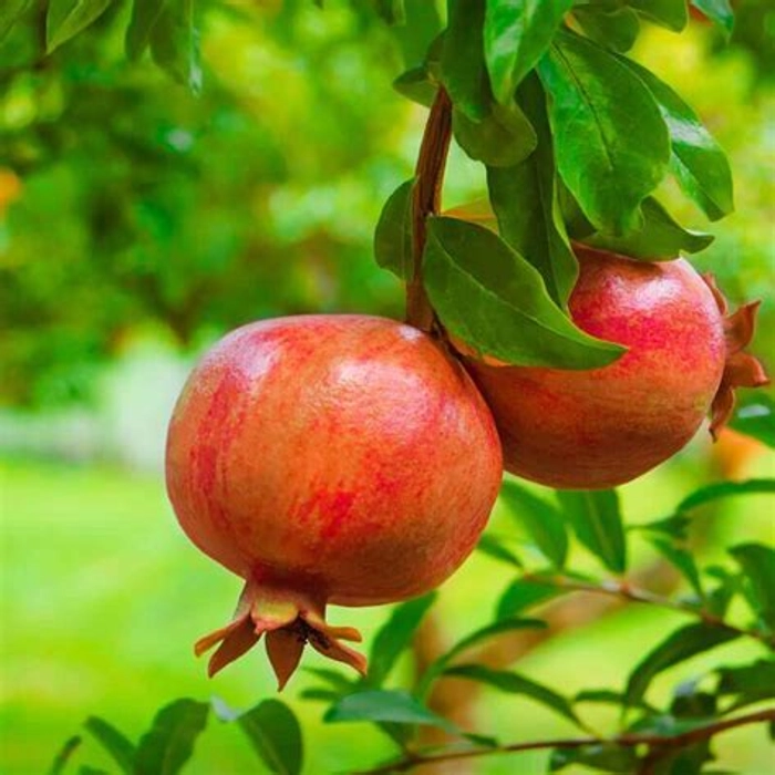 Pomegranate- Anar (Ganesh) Live Plant -Grafted