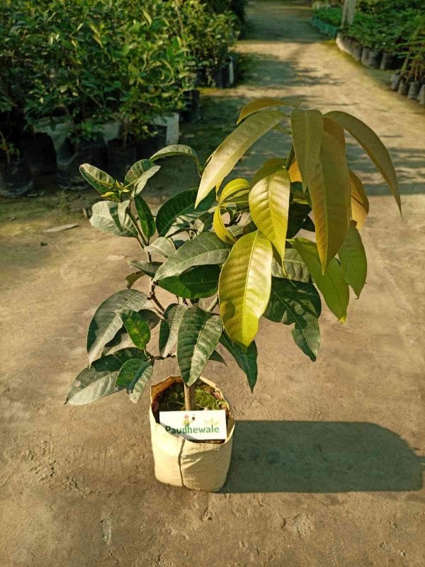 All Time Mango Fruit Plant/Tree (Grafted)