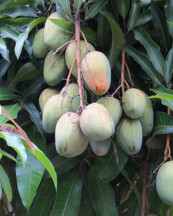 Aamrapali Mango live Fruit Plant & Tree (Grafted)