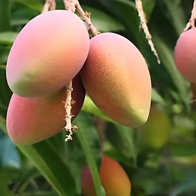 Aamrapali Mango live Fruit Plant & Tree (Grafted)