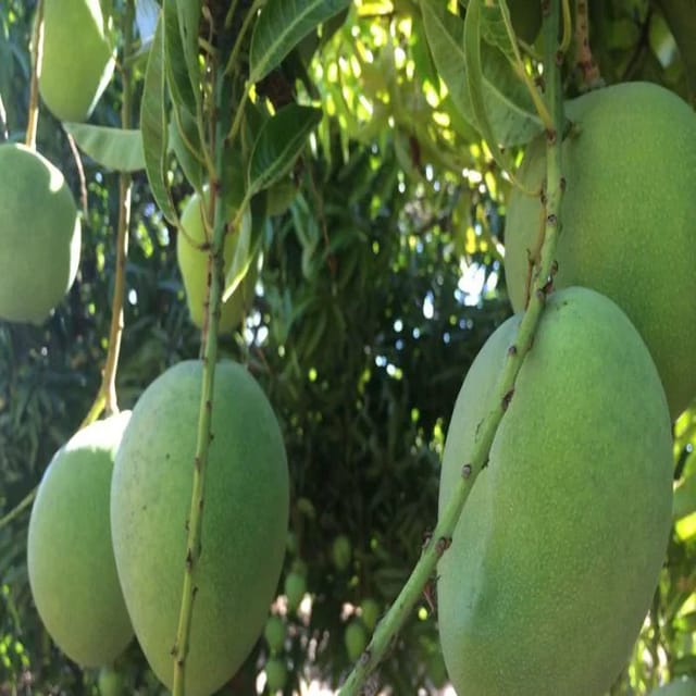 Mallika Mango/Aam fruit plant/Tree (Grafted)
