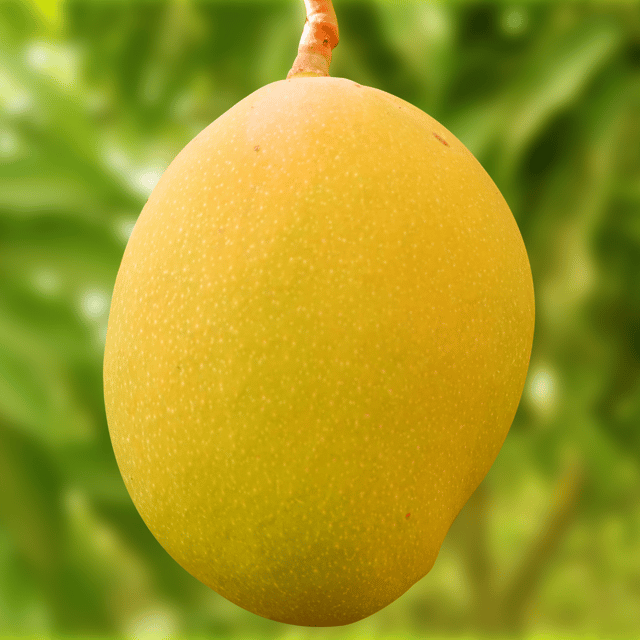 Ratnagiri Alphonso Mango Tree (Grafted)