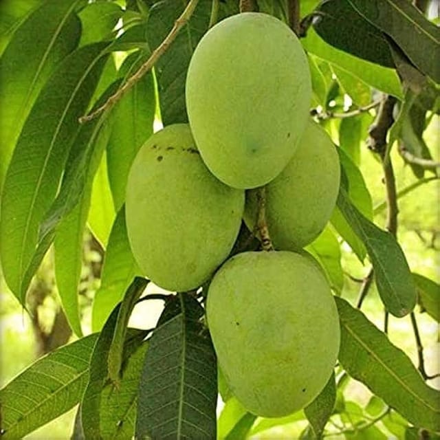 Himsagar Mango Fruit Tree/Plant -(Grafted)