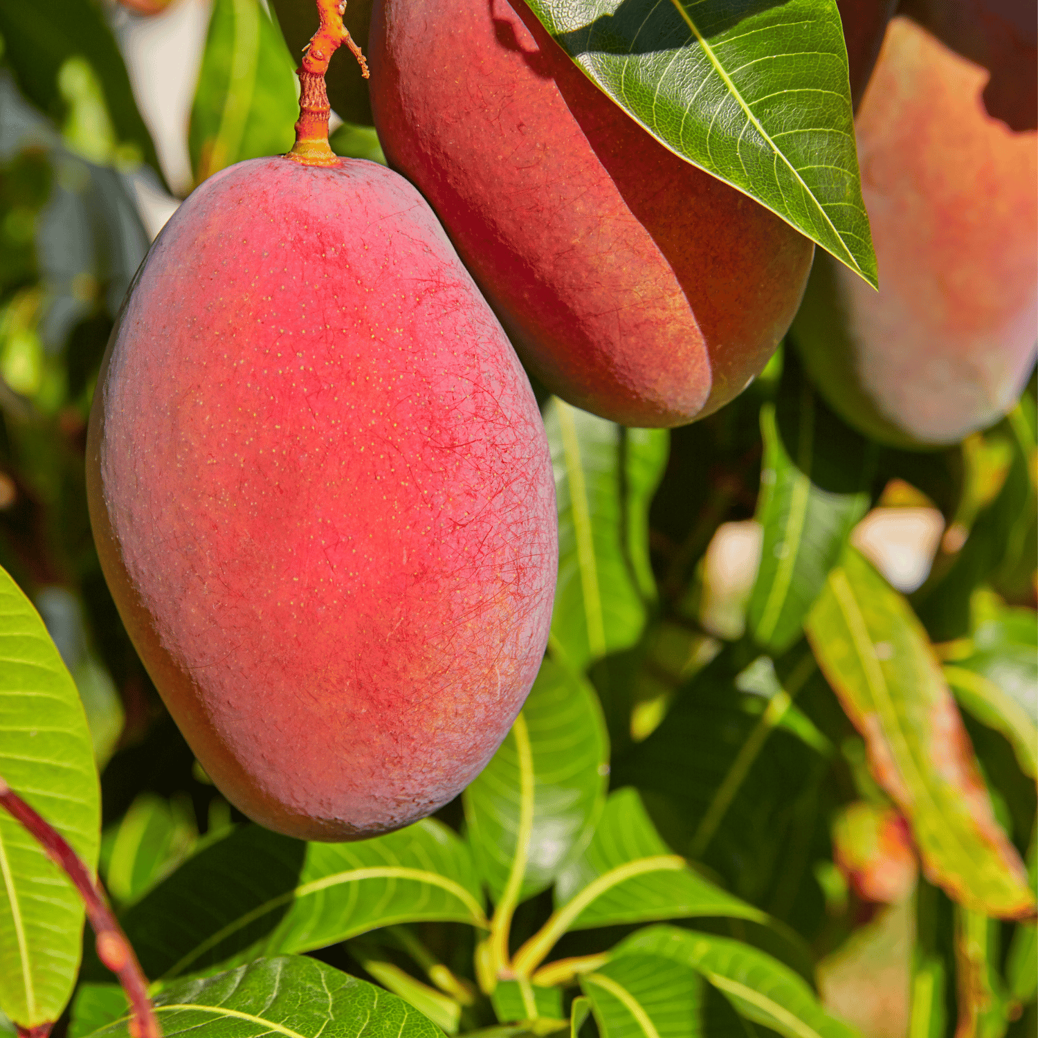 Miyazaki mango (sun egg) Mango Tree(Grafted)