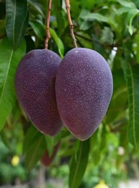 Black Kasturi Mango live Fruit Tree -(Grafted)