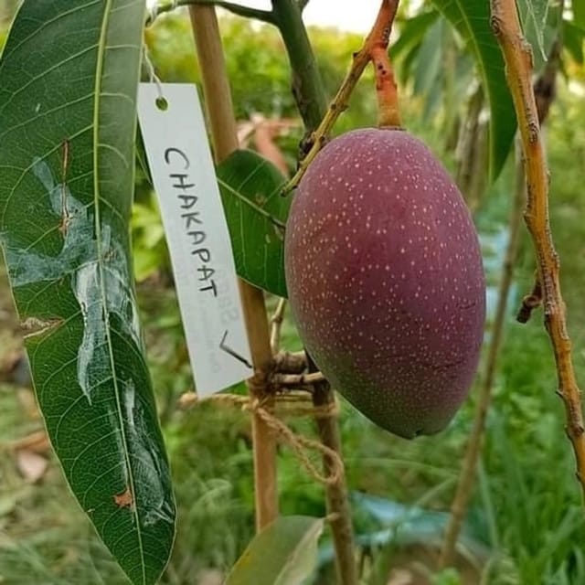 Rare King Of Chakapat Mango Fruit Tree & Plant (Grafted)