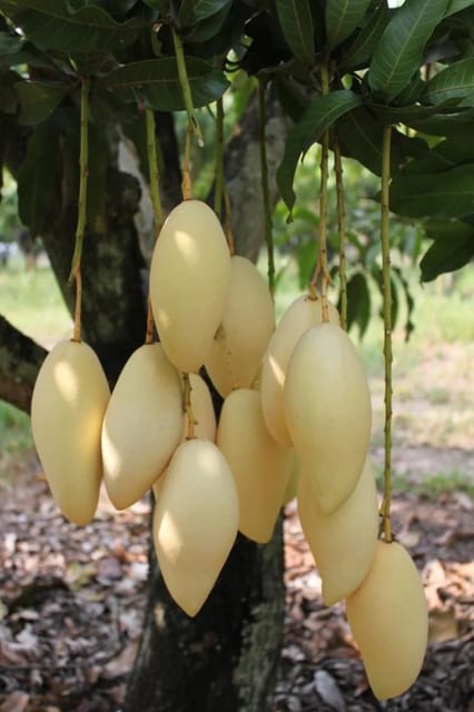 Nam Doc Mai Mango Live Plants (Grafted)