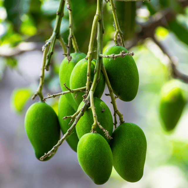 Thai Katimon Mango Fruit Plant & Tree(Grafted)