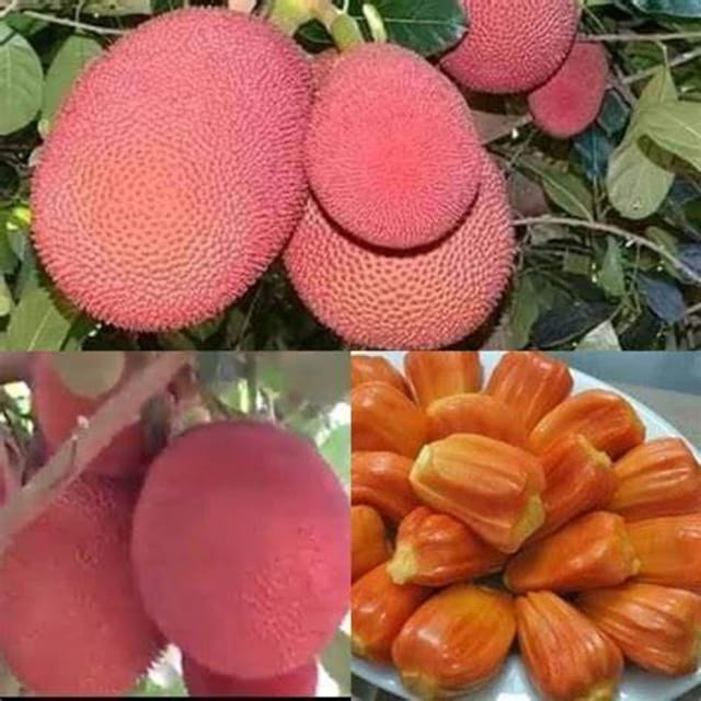 Rare Pink Jackfruit Live Plant (Grafted)