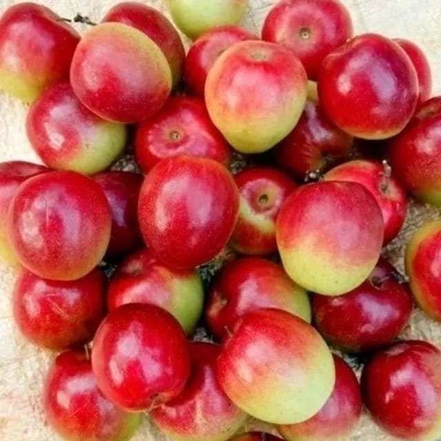 Ball Sundari Apple Ber Live Fruit Plant & Tree