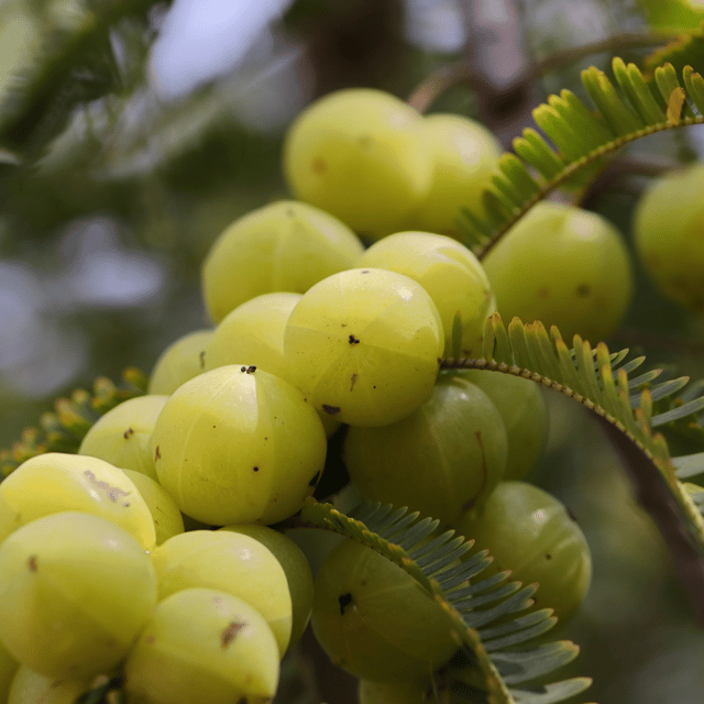 Amla /Auraa Indian Gooseberry Phyllanthus Emblica Nelli Amlika Usiri(Healthy Live Plant -Grafted)