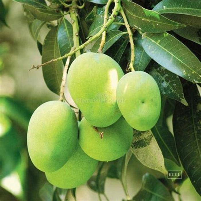 Gourmati Mango Fruit Tree & Plant- (Grafted)