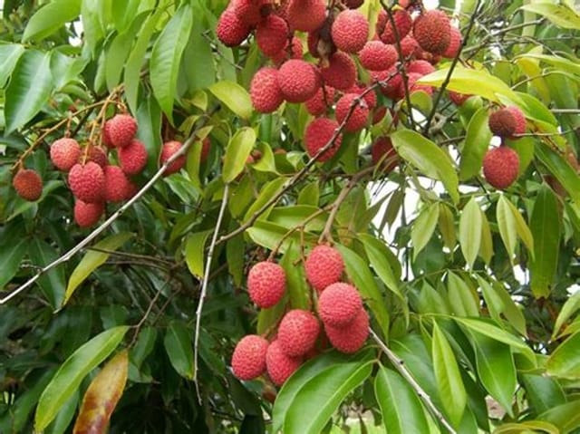 Bombai litchi Fruit Live plant & Tree-(Grafted)