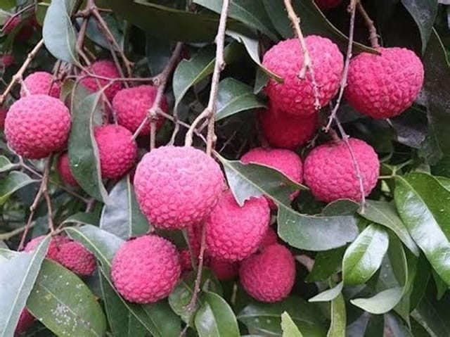 Chaina 3 litchi Fruit Live plant & Tree-(Grafted)