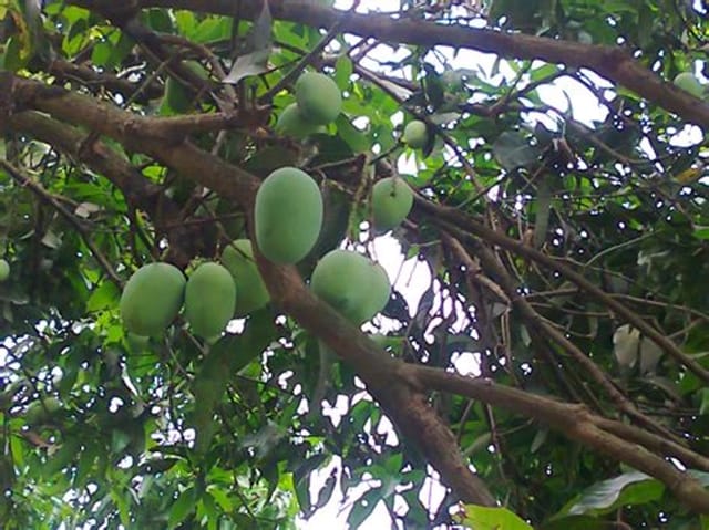 Chausa Mango Tree(Grafted) Fruit Plant