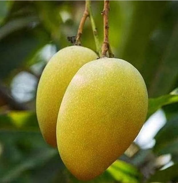 Hari vanga Mango Fruit Tree & Plant (Grafted)