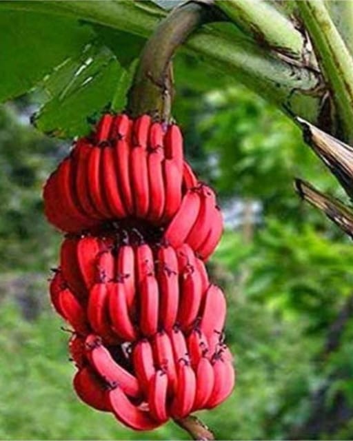 Rare Musa Red Banana Fruit Healthy Live plant & Tree-(Grafted)