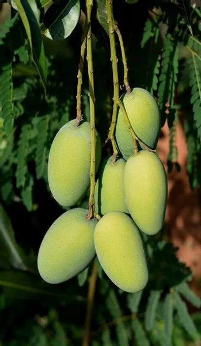 Dashari (Dussehri) Mango Plant/Tree (Grafted)