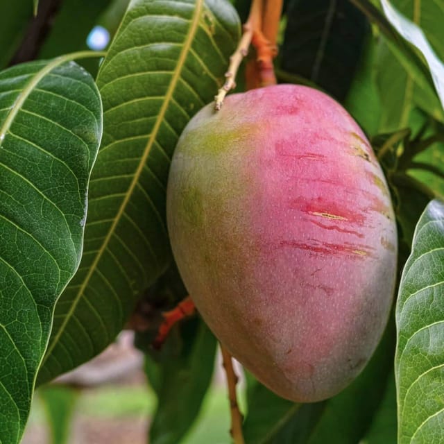 Tommy Atkins Mango Fruit Tree & Plant (Grafted)