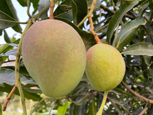 Rare Ambika Mango/Aam fruit plant/Tree (Grafted)