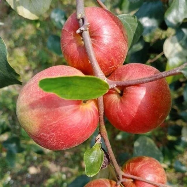 Ball Sundari Apple Ber Live Fruit Plant & Tree-(Grafted)