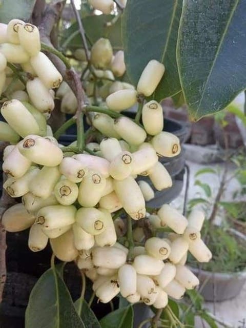 White(Rare) Jamun Fruit Live Plant & Tree(Grafted)