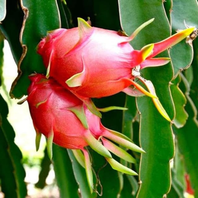 Dragon Fruit Live Plant-(Red)