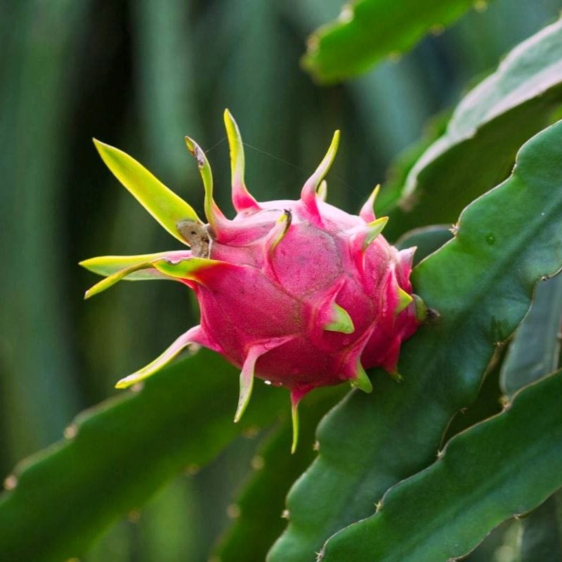 Dragon Fruit Live Plant-(Red)