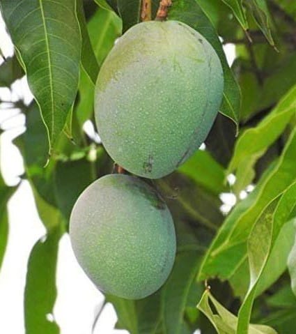 All-Time Vastara Mango Fruit Plant & Tree (Grafted)