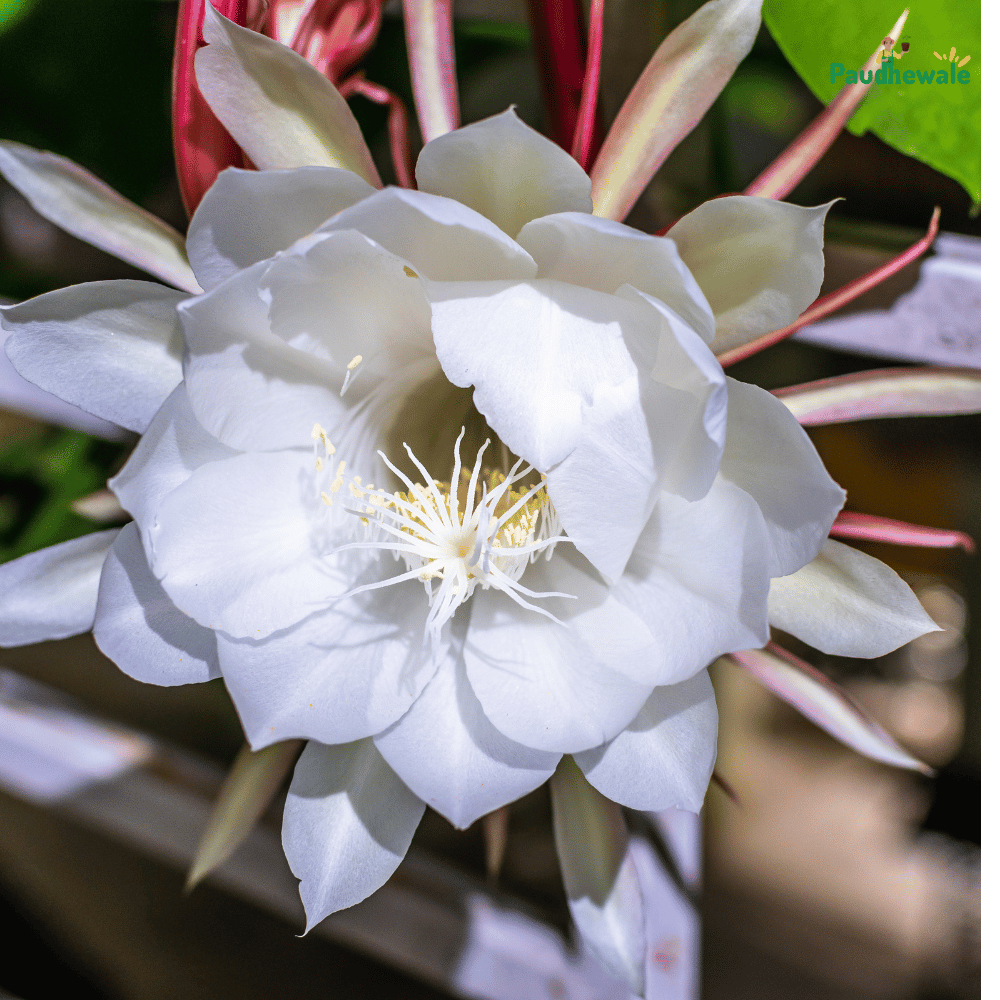 White Brahma Kamal - (Saussurea obvallata) Flowering Live Plant - (Bare Rooted)