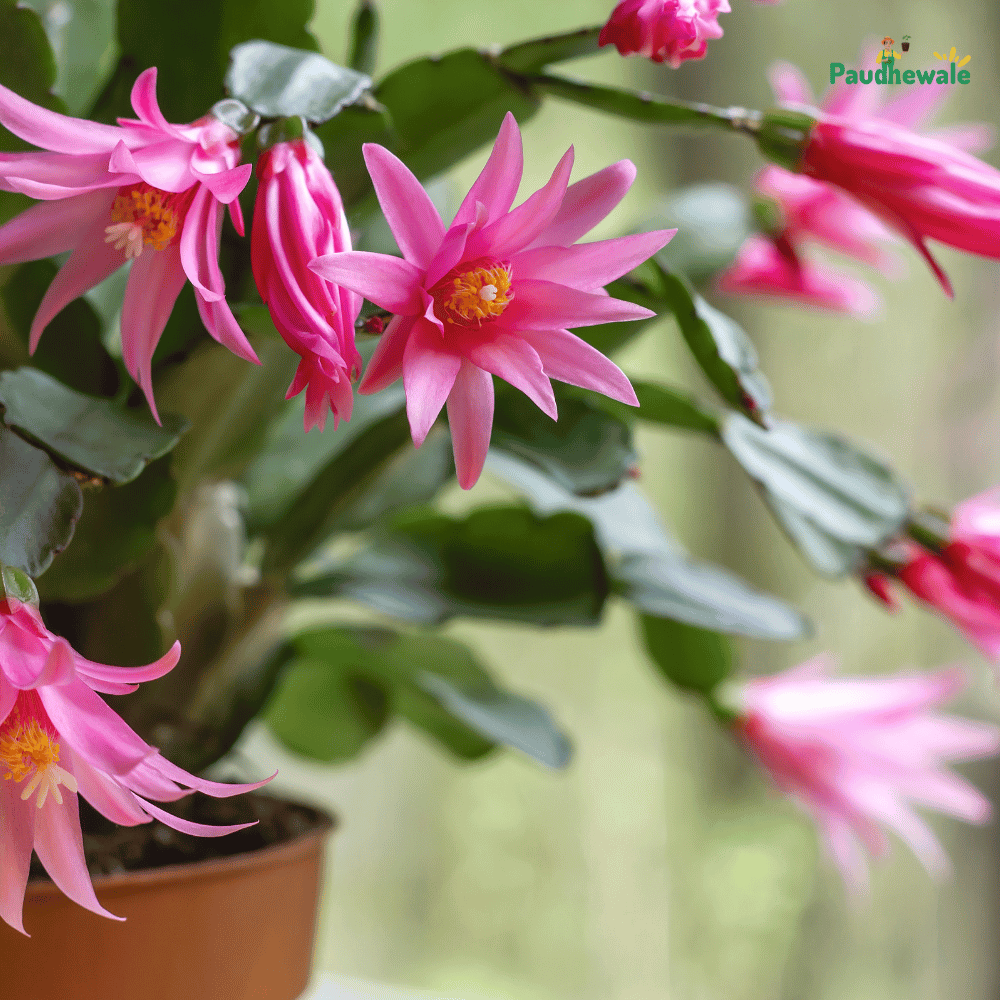 Pink Easter Christmas Cactus Flower Live Plant - (Bare Rooted)