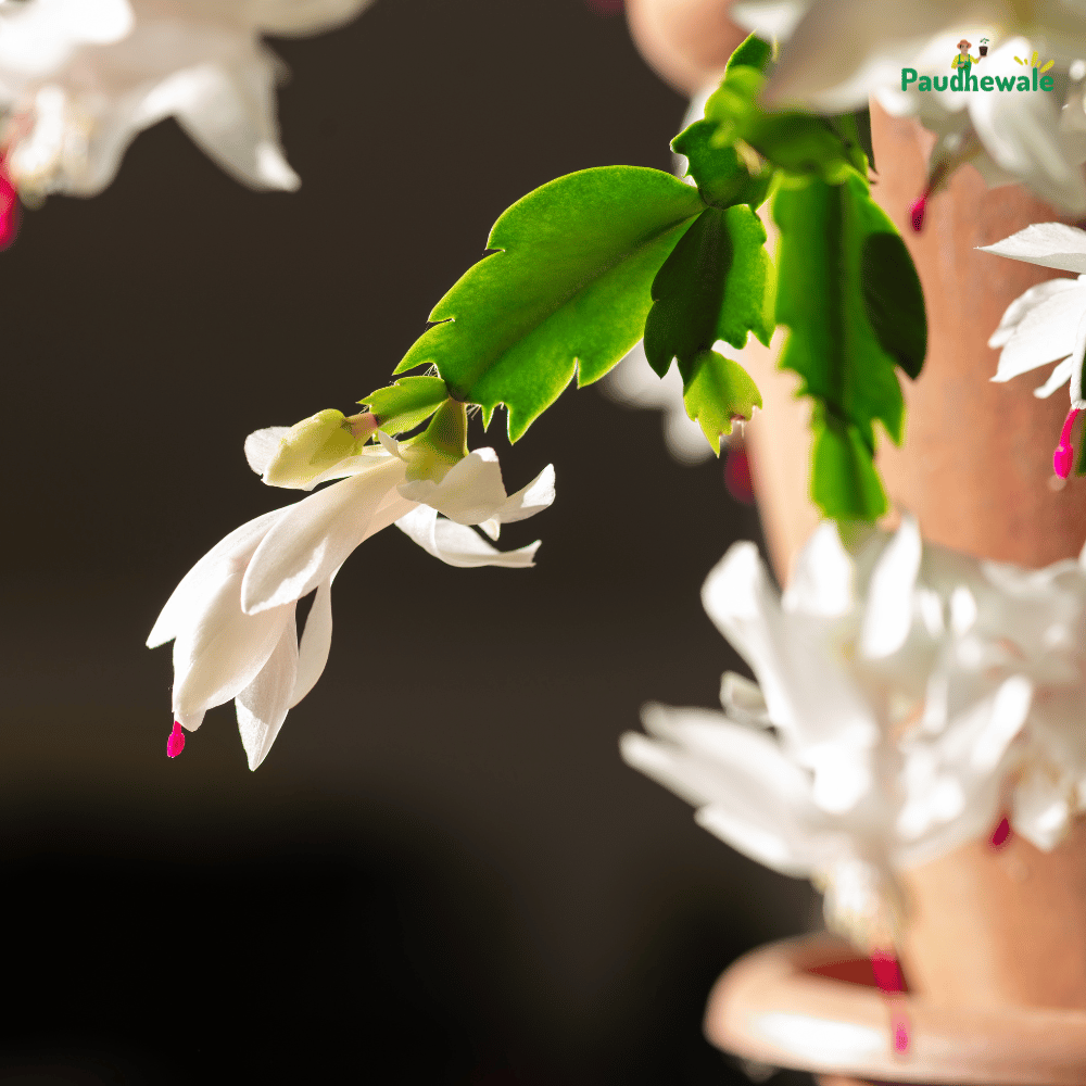 White Easter Cactus Live Plant - (Bare Rooted)