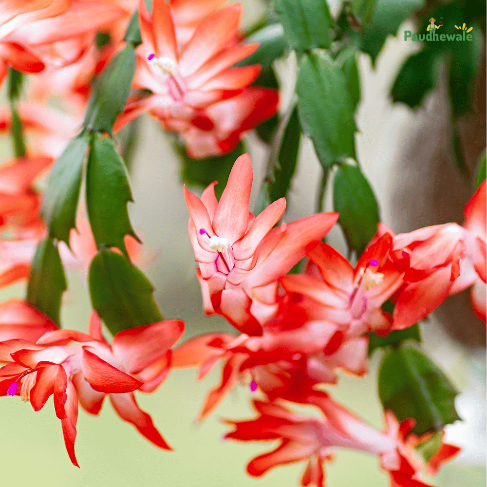 Christmas Cactus Flower Live Plant-(Orange) - (Bare Rooted)