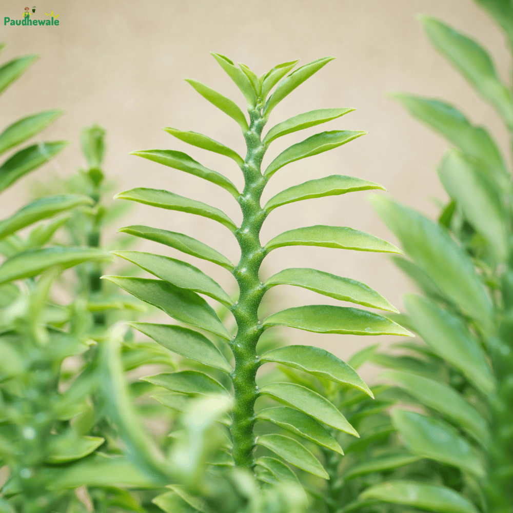 Euphorbia Tithymaloides - Devil's Backbone Live Plant