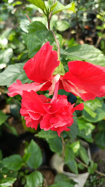 Red Double Flowering / Jhumka Hibiscus Flower Plant