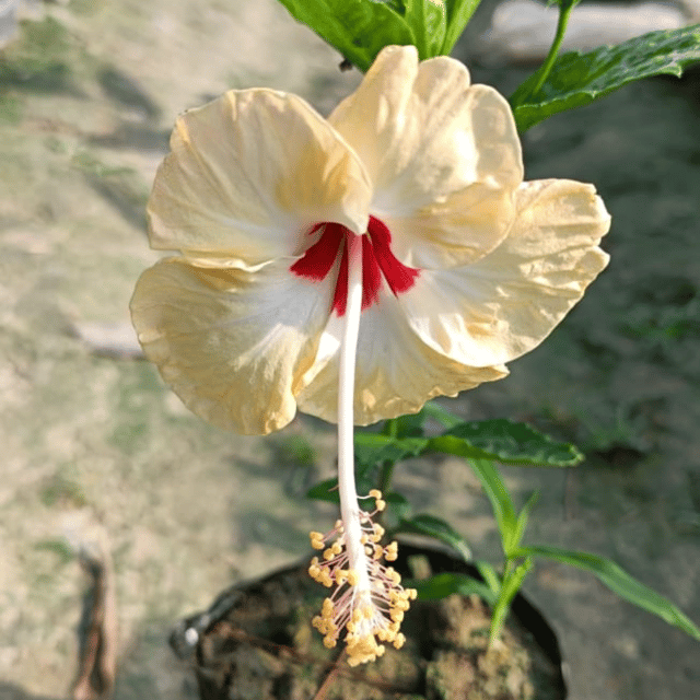 Indian Hibiscus Flower Plant