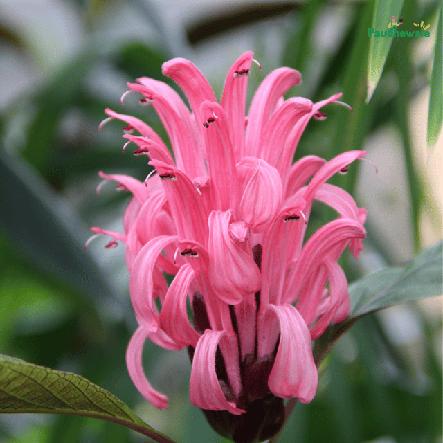 Justicia Carnea Flower Plant