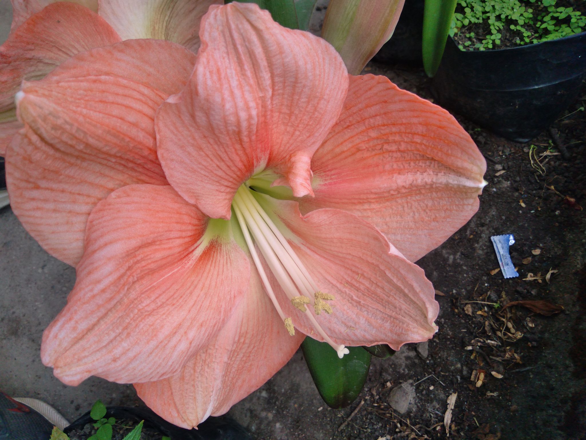 Dutch Variety Light Pink Amarylli Lilly Flower(pack of one bulbs) -  (Bare Rooted)