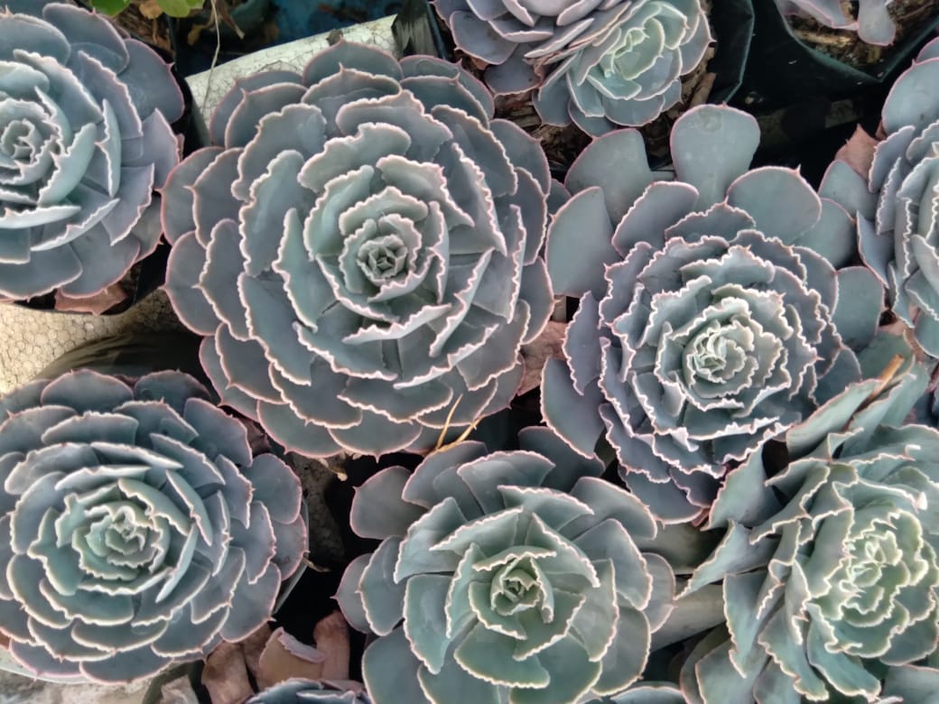 Echeveria Sahara Succulent Plant - (Bare Rooted)